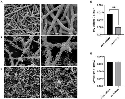 Metabolomic profiles of the liquid state fermentation in co-culture of Eurotium amstelodami and Bacillus licheniformis